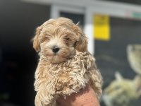 Petmode köpek çiftliğinden kore maltipoo