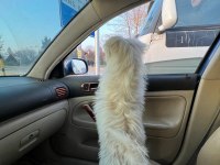Terrier maltese