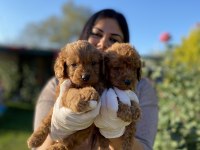 Safkan Toy Poodle Köpeklerim