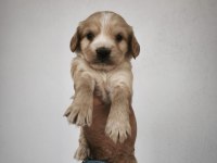 Maltipoo bebeklerimiz