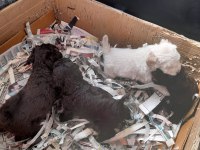Sahibinden Poodle Yavruları