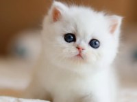 Masmavi Gözlü NS1133 British Shorthair
