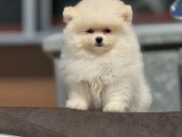 Ankarada ziyarete açık pomeranian boo yavrular