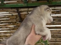 Husky bebekler