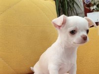 Şivava (chihuahua) yavrusu