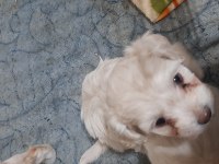 Minnaklar maltipoo