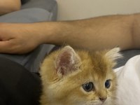 Scrli ny11 british shorthair yavrum
