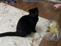 Çok akıllı temas bağımlısı scottish fold