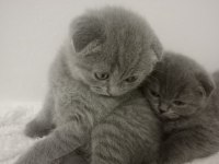 british shorthair minnoşlar yavru kediler 55 günlük