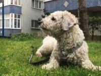 Maltipoo oğluma yeni yuva