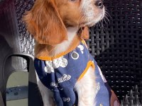 Safkan Cavalier King Charles (Eğitimli)