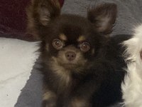 Çok tatlı Bihter çikolata chihuahua
