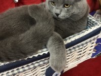 İki tane karnesi scottish fold var çok uysal