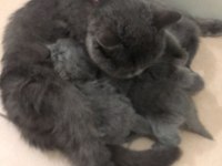 40 günlük british shorthair yavrularım