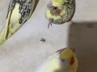 Bebek alışkın sultan papağanları