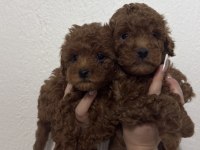 2 Adet Erkek Toy Poodle 55 Günlük