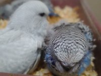 Jumbo muhabbet kuşu bebekler