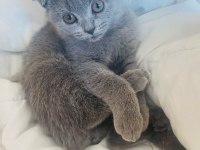 Poncik British Shorthair Prenses