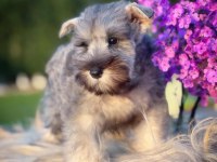 FCI şecereli Miniature Schnauzer