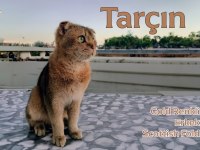 En özel renk olan Gold renkte Scottish Fold Erkek