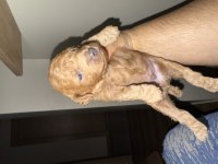 Toy poodle dişi ve erkek 2 aylık