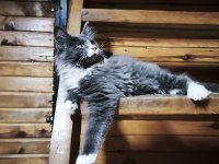 Tüm Aşı Ve Belgeleri Eksiksiz Şecereli Safkan Maine Coon