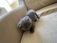 45 günlük Scottish fold