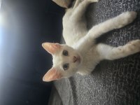 Van kedisi erkek 5 aylık aşırı oyun sever