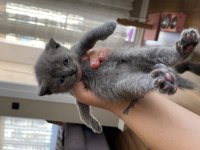 Orijinal Irk Scottish Fold