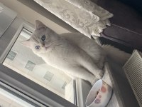 British Shorthair Oğlumu Ücretsiz Sahiplendiriyorum