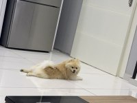 8 aylık pomeranian