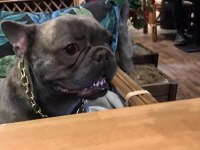 Farklı bir aurada French Bulldog