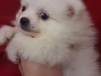 Mini pomeranian spitz yavruları