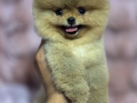 Orjinal Pomeranian Boo Bebekler
