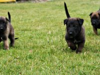 Mükemmel Belçika Malinois Yavrular