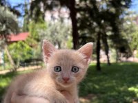 1,5 Aylık Ücretsiz Melez Sarman