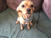 Sevimli köpeğimiz kukimizi sahiplendirmek istiyoruz