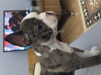 MERLE VE SİYAH FRENCH BULLDOG ÇOK UYGUN FİYATA