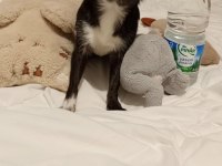Chihuahua Dişi Kızımız