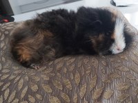 Guinea Pig Kobay Sahiplendirme