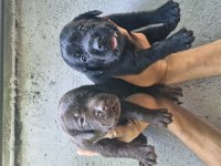 Labrador retriever