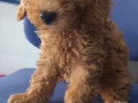 IRK VE SAĞLIK GARANTİ ORJİNAL MALTİPOO BEBEĞİMİZ