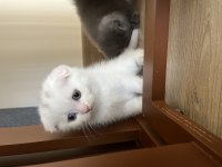 Orjinal ırkta, nadir bulunan bir cins scottish shorthair