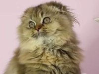 Highland scottish fold