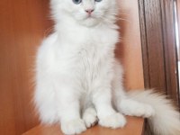 BRİTİSH LONGHAİR ERKEK