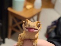 UYSAL VE SAGLIKLI CRESTED GECKOLAR