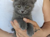 2 aylık 4 kardeş yavrum british shorthair