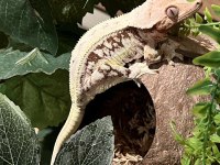 CRESTED GECKOLAR