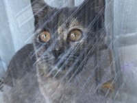 Tüyleri puf puf british shorthair kızım safiş