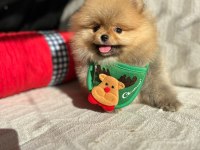 Show Kalite Pomeranian Boo Yavrum